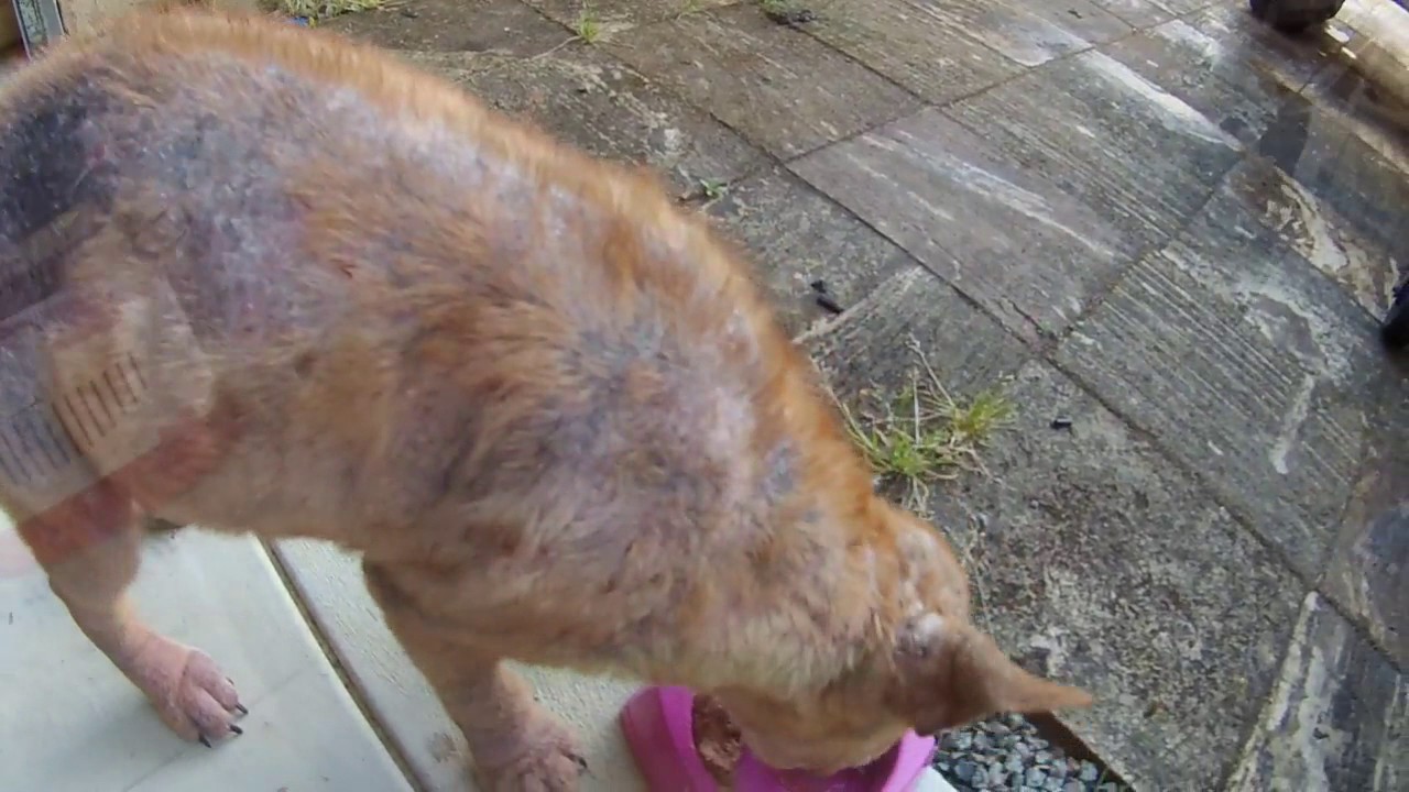 Emotional neglected dog rescue and transformation - SAFE Perth