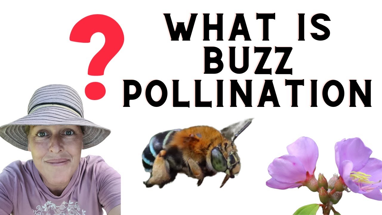 Powerful Pollinators in Action! #bluebandedbee #nativebees #buzzpollination #lipostriches