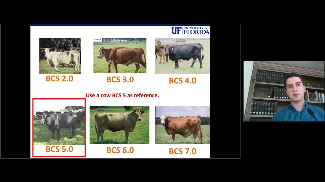 Part 2: Beef Cattle Body Condition Score (BCS) System