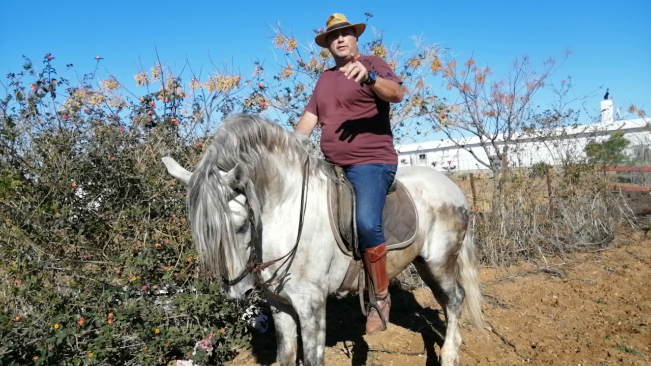 MI CABALLO COMIENZA LAS MEDIAS..... MÉTODO DE ENSEÑANZA