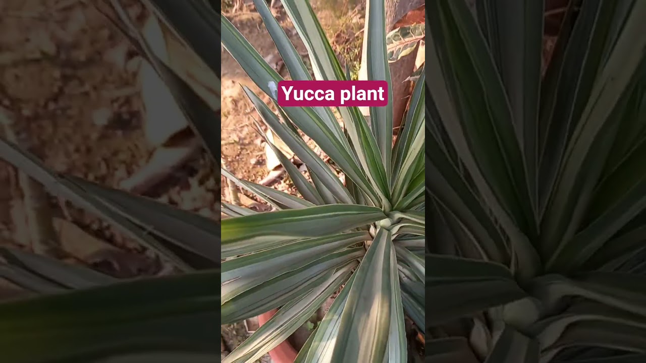 yucca plant# outdoor plant 