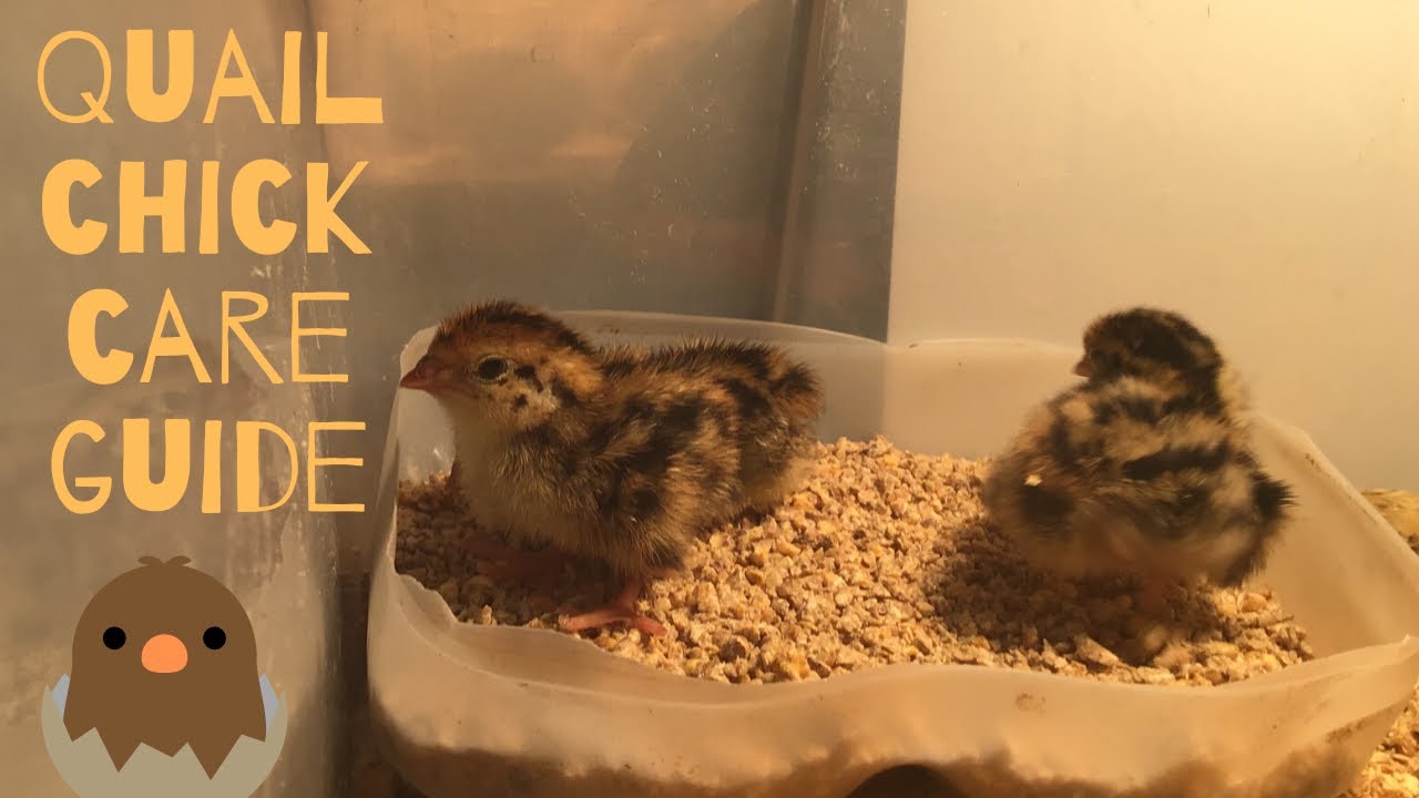 Basic Quail Chick Care Guide!