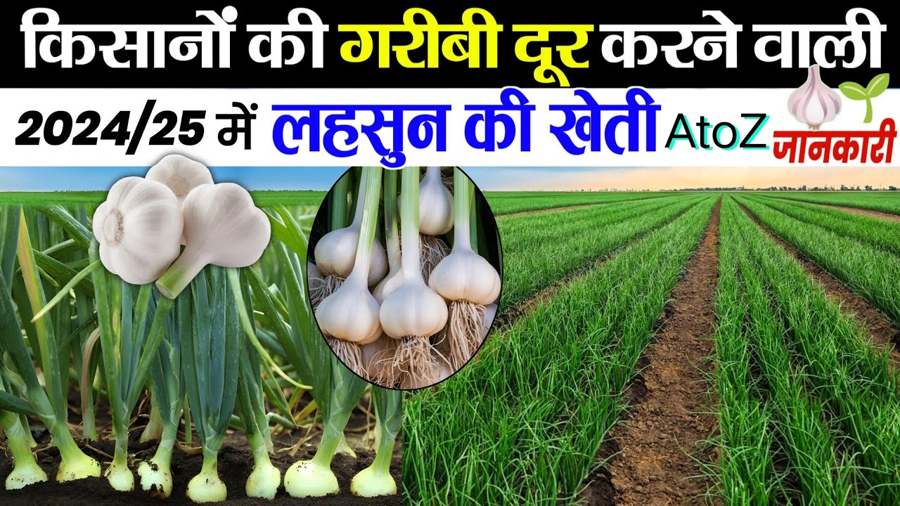 Lahsun ki kheti🧄लहसुन की खेती🌱A to Z जानकारी | Lahsun ki kheti kab aur kaise karen 🧑‍🌾Garlic farming