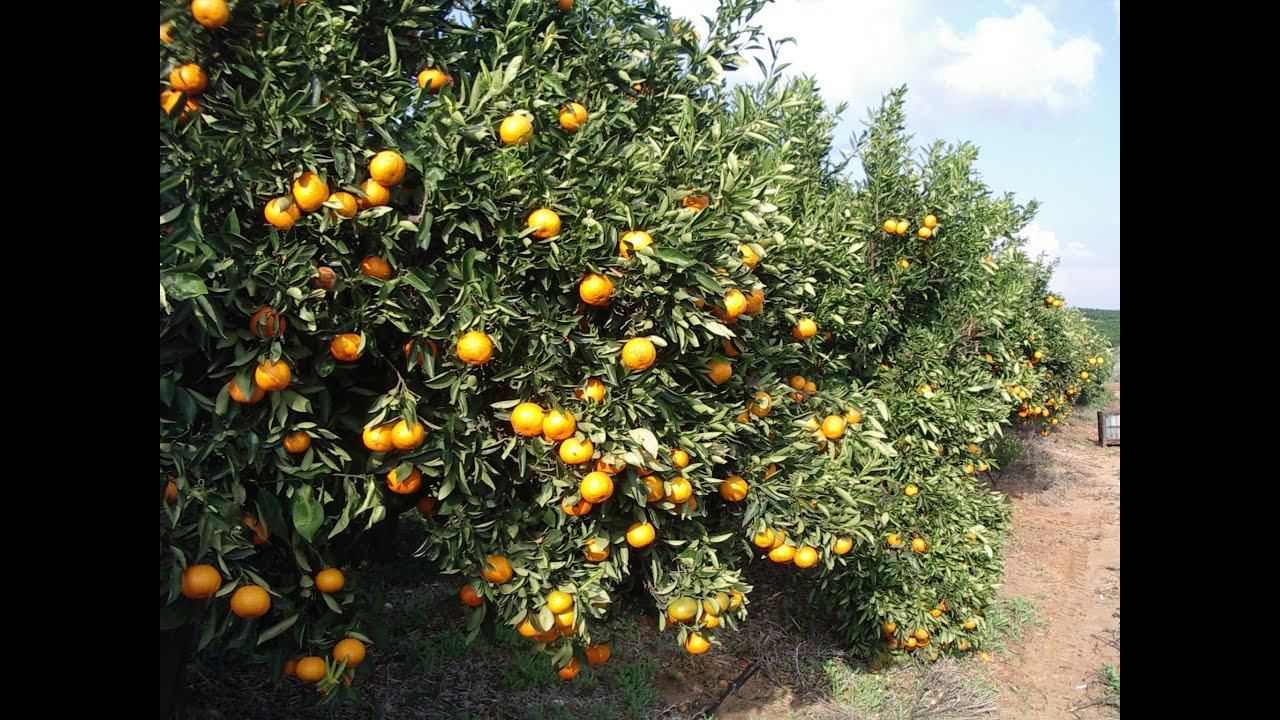 A Life Among Citrus, Insights from the Orchard