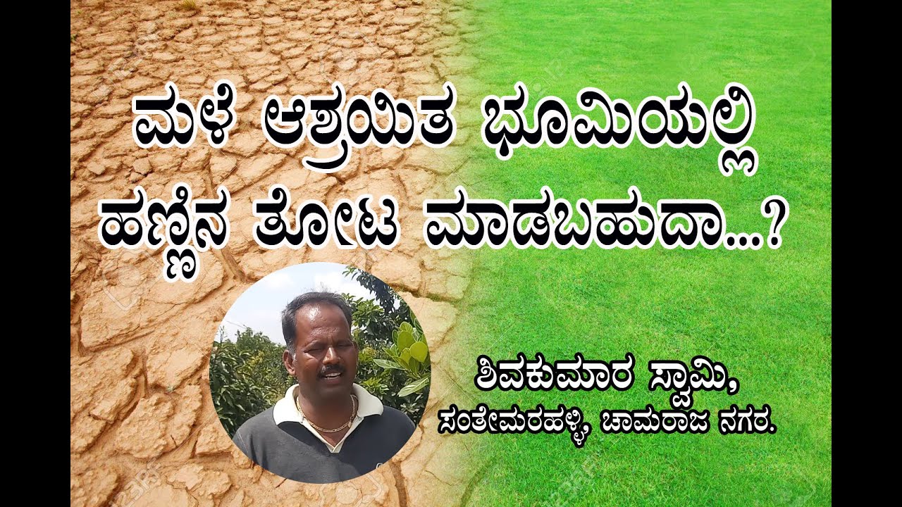 ಮಳೆ ಆಶ್ರಯಿತ  ಭೂಮಿಯಲ್ಲಿ ಹಣ್ಣಿನ ತೋಟ ಮಾಡಬಹುದಾ?Orchard on rain sheltered land?