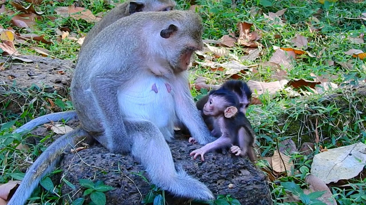 Newborn Baby Monkey First Step With Mom | You Won't How Tiny Baby Monkey Reaction