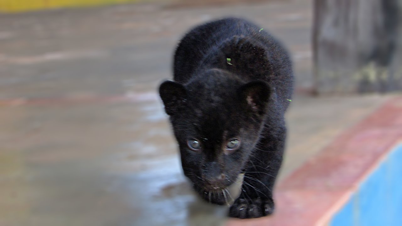 Baby black jaguar exploring