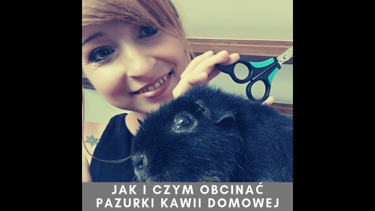 Jak i czym obcinać pazurki kawii domowej bo obcinać je trzeba!