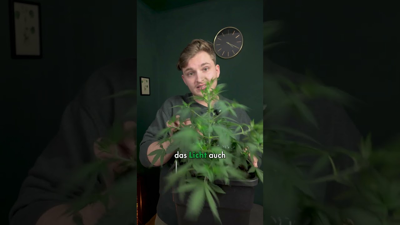 HST: Defoliation - ENTLAUBEN in 1 Minute erkl&auml;rt! | #greennode