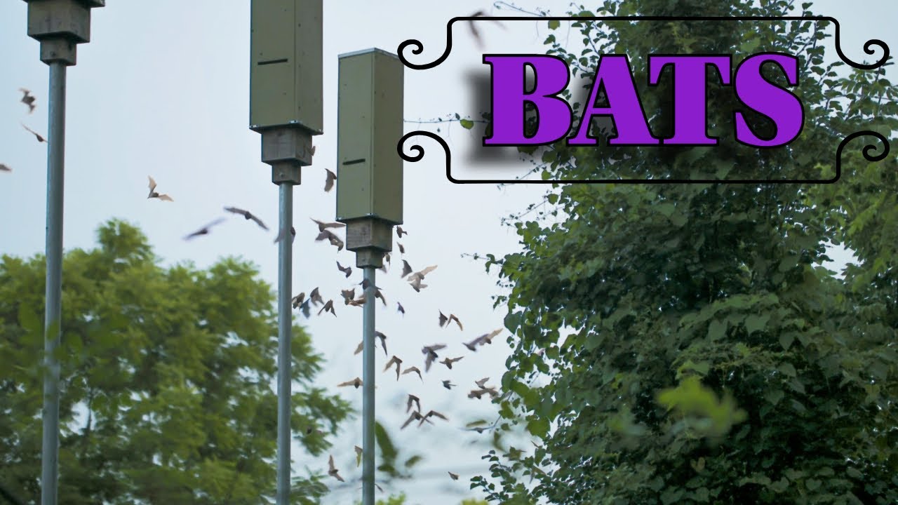 Bats taking flight at night! Indiana Bat research 