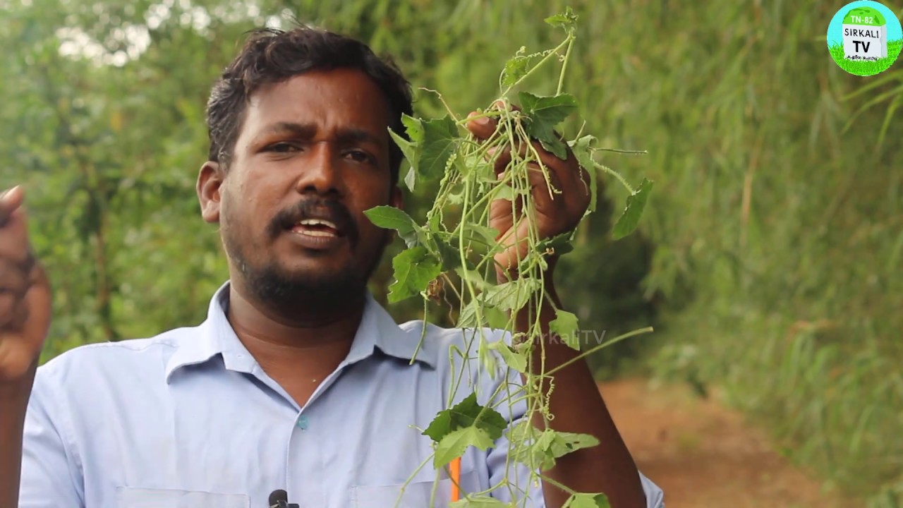 நீண்ட நாள் சளி, இருமலை போக்கும் முசுமுசுக்கை கொடி | Mukia maderaspatana herbal | Mosumosukai kodi