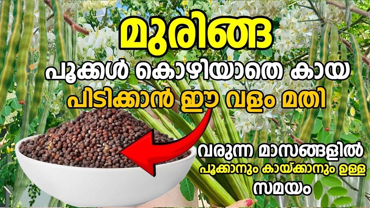 മുരിങ്ങ പൂക്കൾ കോഴിയാതെ കായ പിടിക്കാൻ ഈ വളം മതി |Muringa Krishi | Drumstick Cultivation Tips