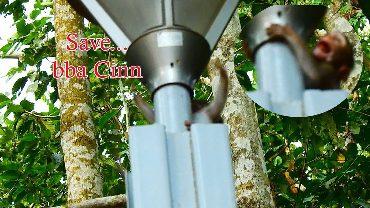 baby Cinn electric shock ? Cinn cries seizure on road lamp make us think Cinn has electric shock.