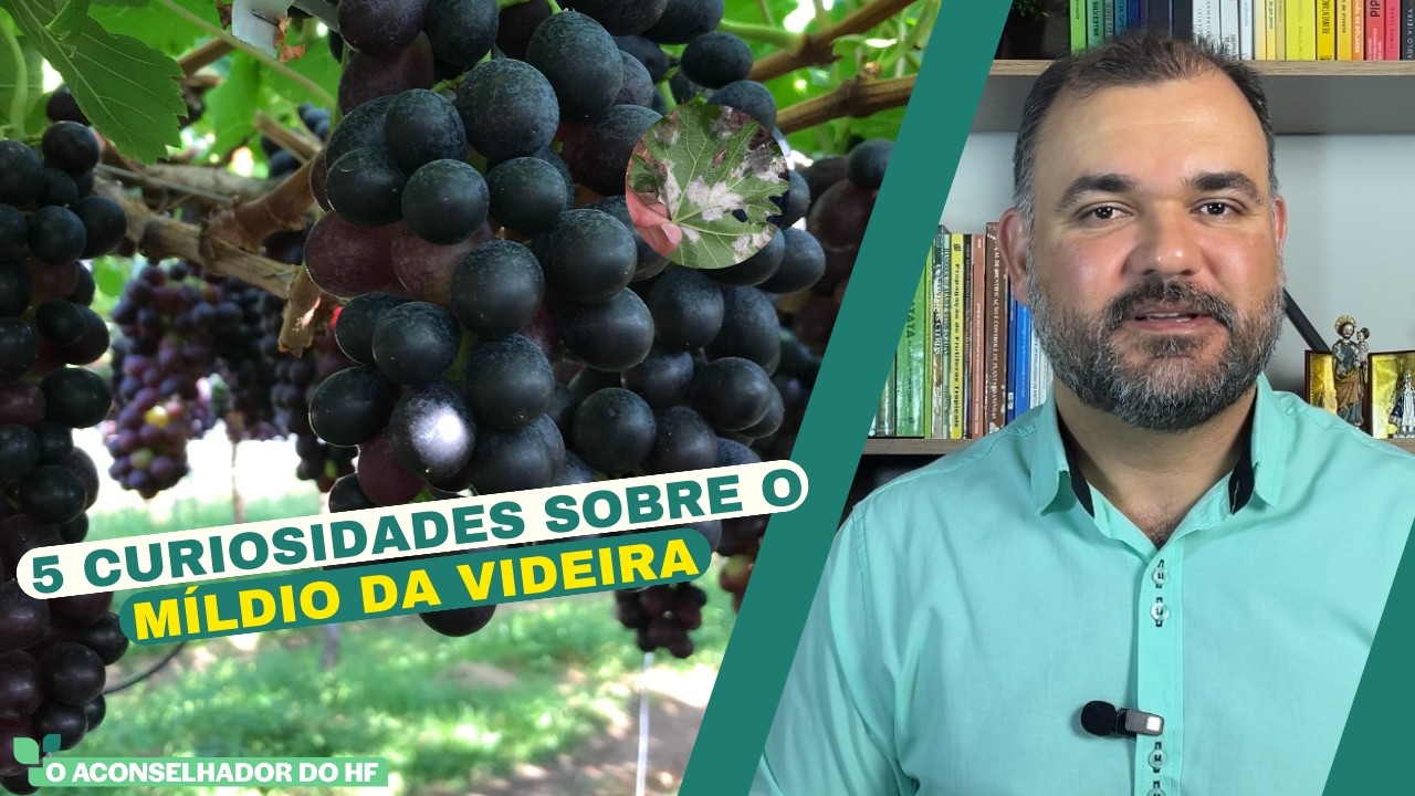 5 CURIOSIDADES SOBRE O M&Iacute;LDIO EM UVA