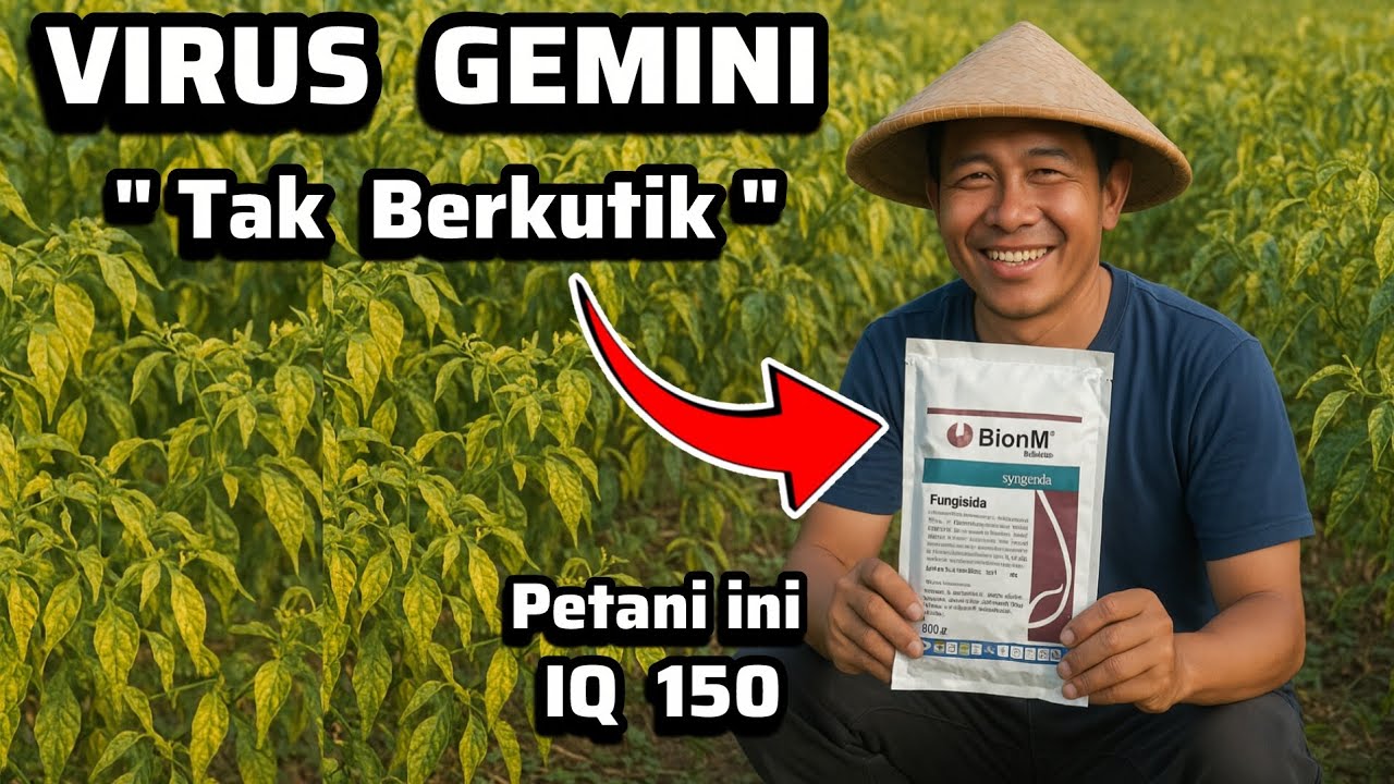 🔥Ketemu Solusi Virus Kuning Daun 🔥Cara Kendalikan Hama Virus Gemini Pada Pertanian Indonesia 🔥🔥👍