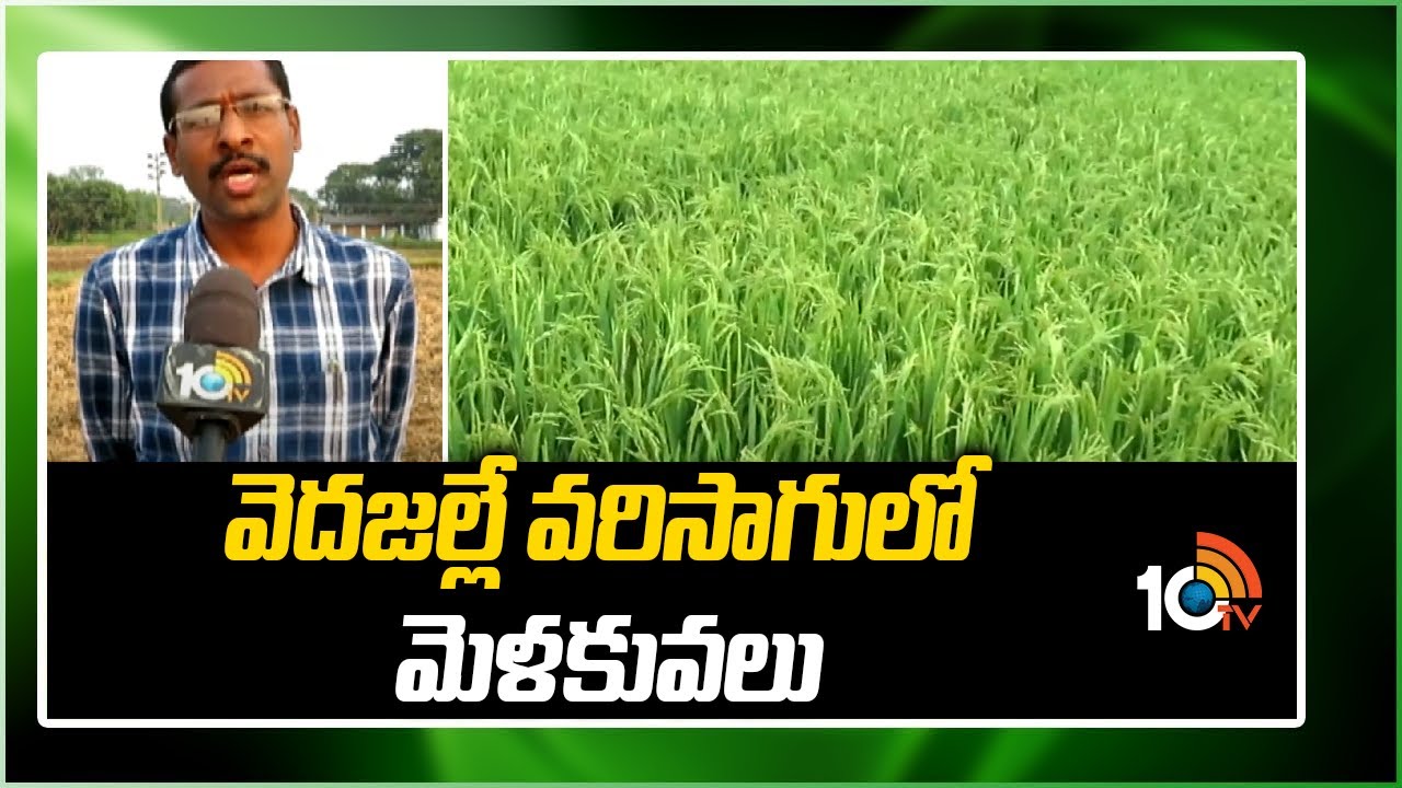 వెదజల్లే వరిసాగులో మెళకువలు | Paddy Cultivation | Vari Sagu | Matti Manishi | 10TV