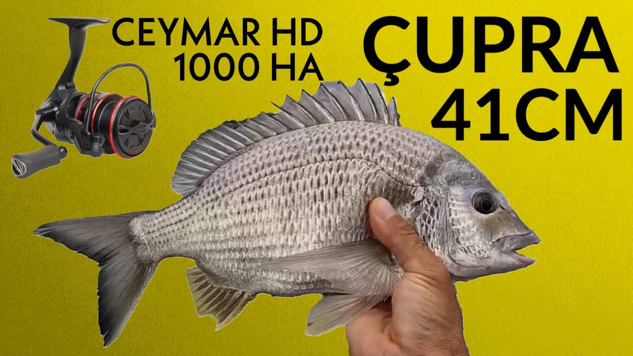 2023 Ceymar 1000FD ile Trofe ÇUPRA avı