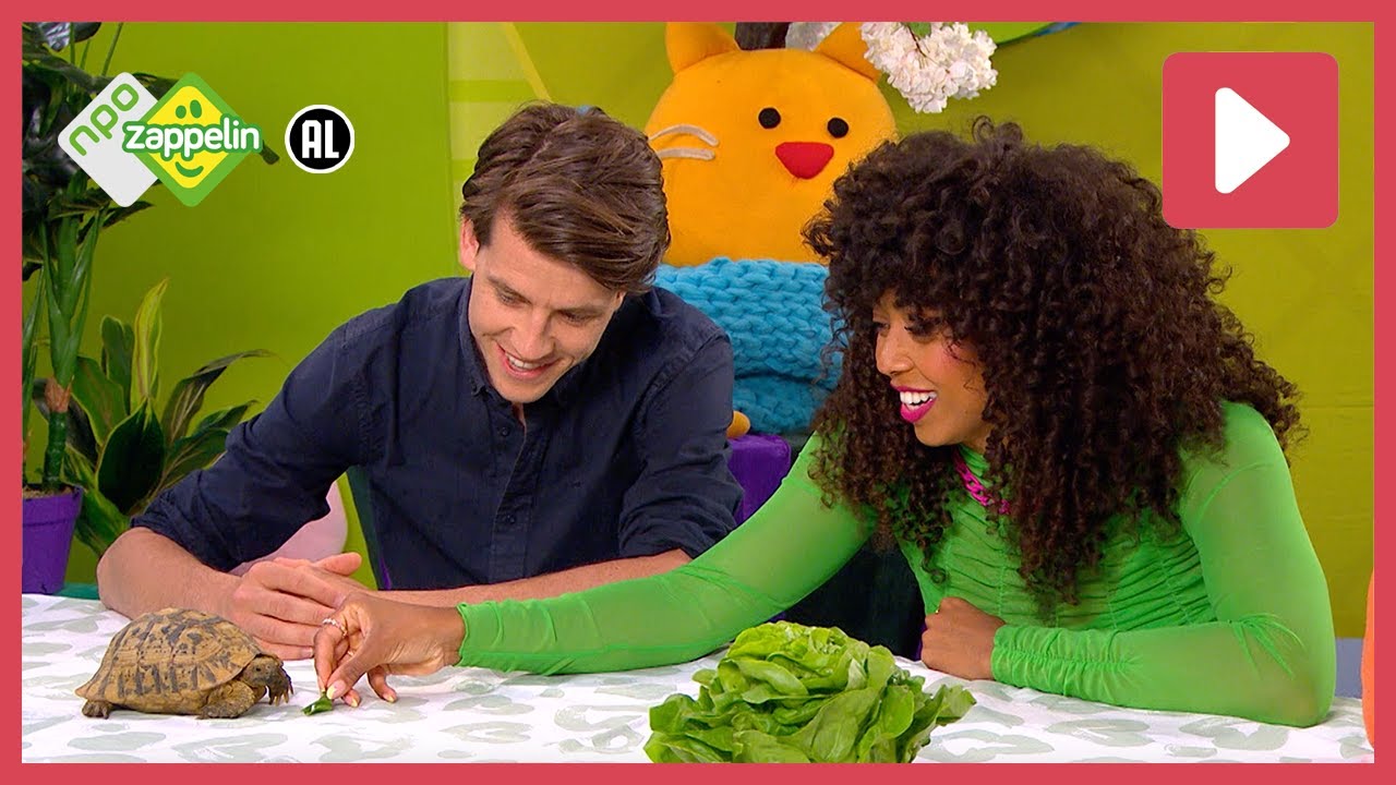 SCHILDPADDEN 🐢 | Zin in Zappelin | NPO Zappelin