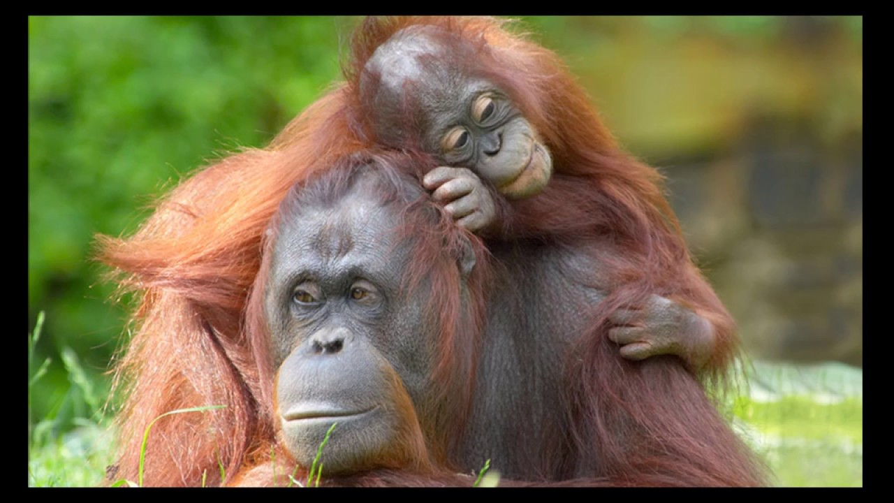 AP Bio - Animal Parenting 101