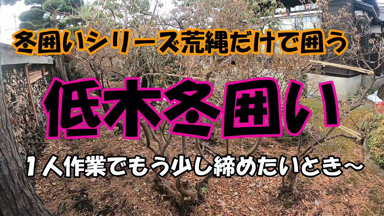 【冬囲いシリーズ】荒縄だけで低木の冬囲いを1人作業する