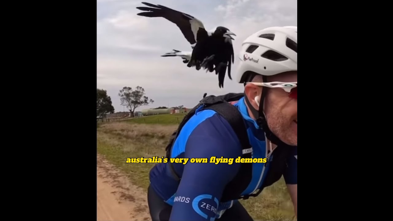Australia's Wildest Animal Encounters