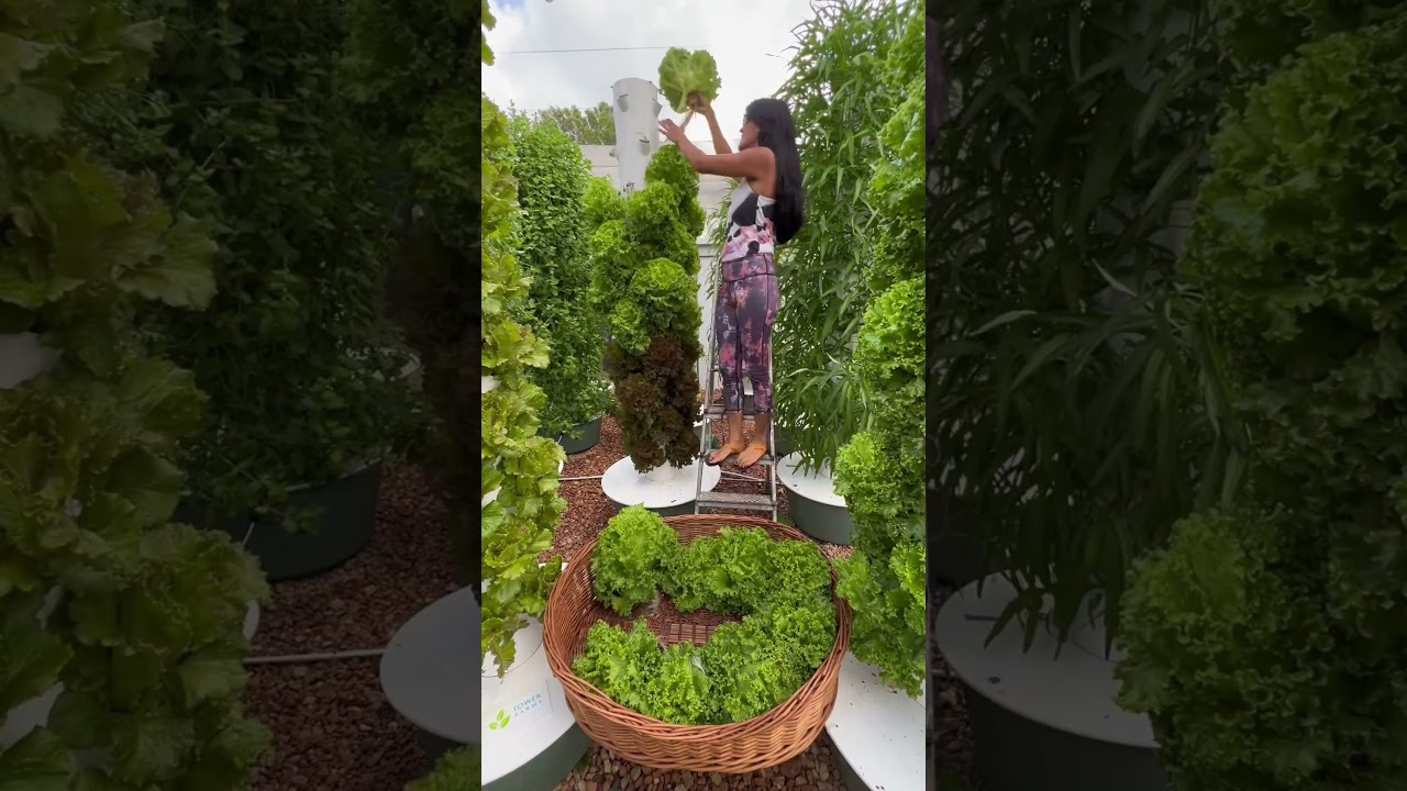 Growing up to 52 lettuces per square meter by using vertical farming with aeroponic towers. 