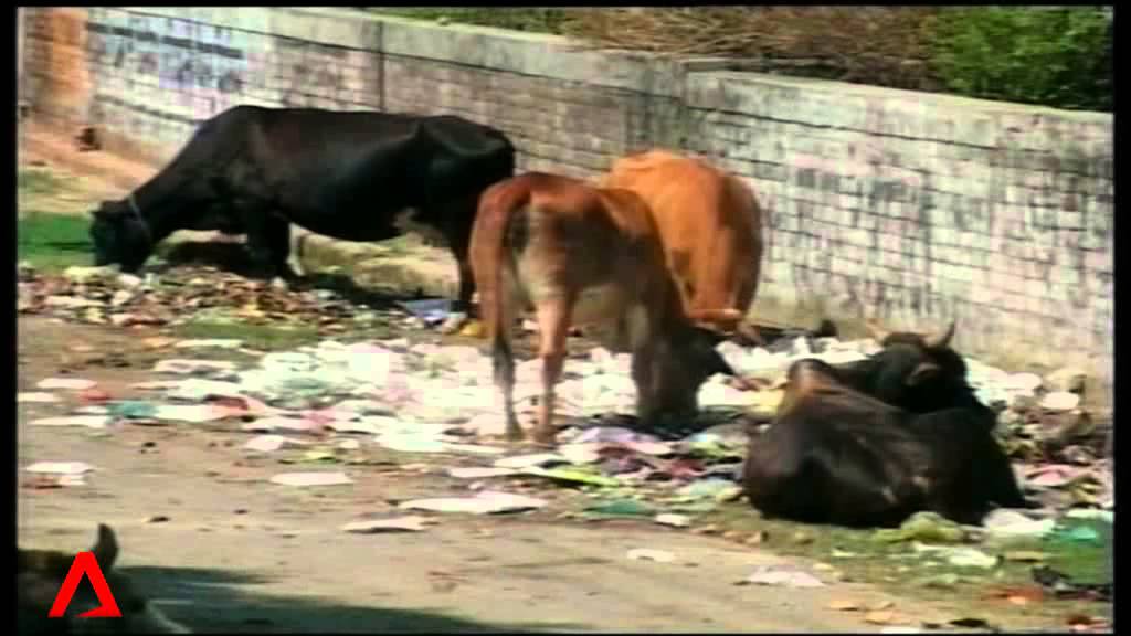 The complicated relationship between man and cow in India