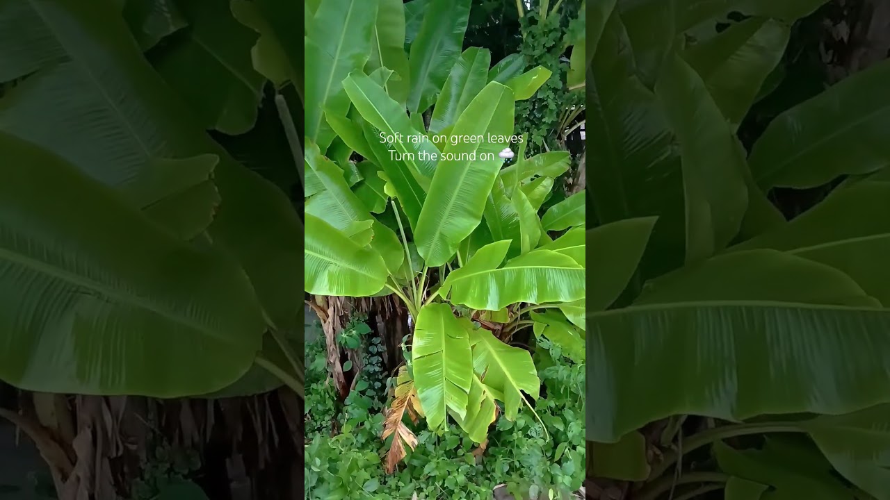 Gentle Rain on Green Leaves 🌧️ | Nature ASMR 