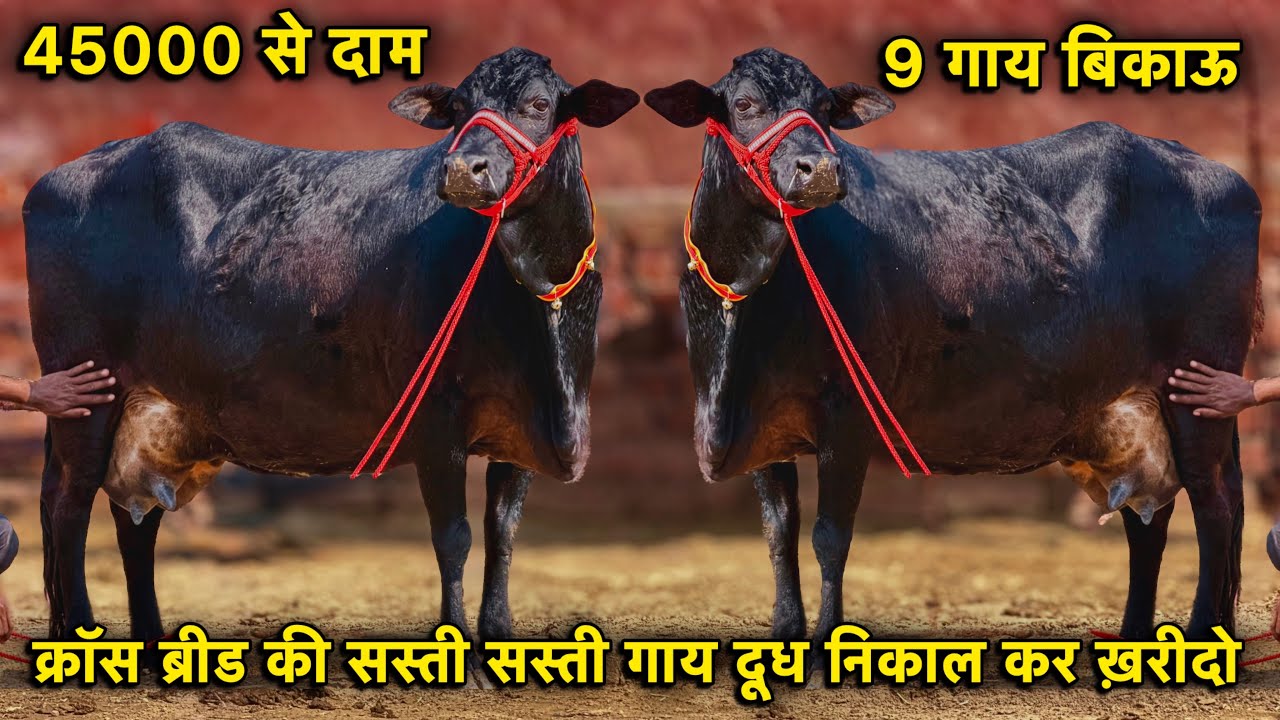 क्रॉस ब्रीड की सस्ती-सस्ती गाय खरीदो,45000 से दाम👍9 गाय बिकाऊ👌Top Cross Breed Cows For Sale