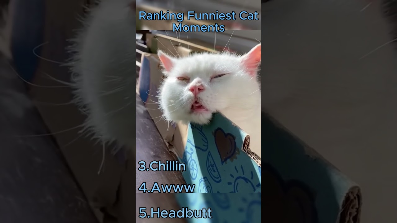 Ranking Funniest Cat Moments #funny #shorts #cat