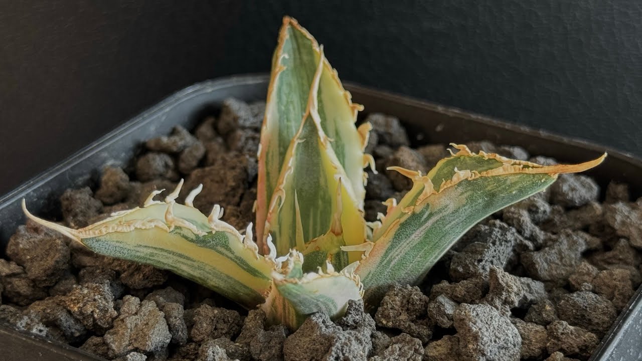 20250606 アガベ・チタノタ白鯨（縞斑）芽-007｜agave titanota white whale ver.stripes