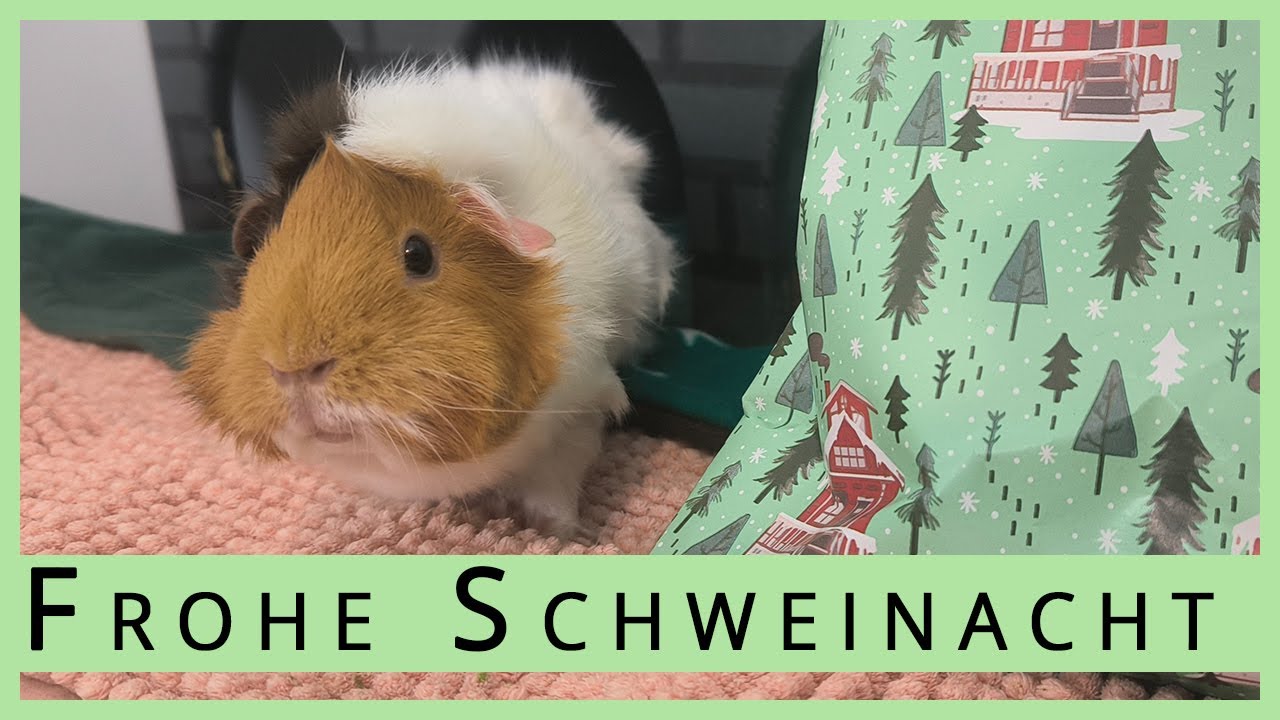 Das letzte Geschenk aus unserem Meerschweinchen Adventskalender - es war uns eine Freude 🤗