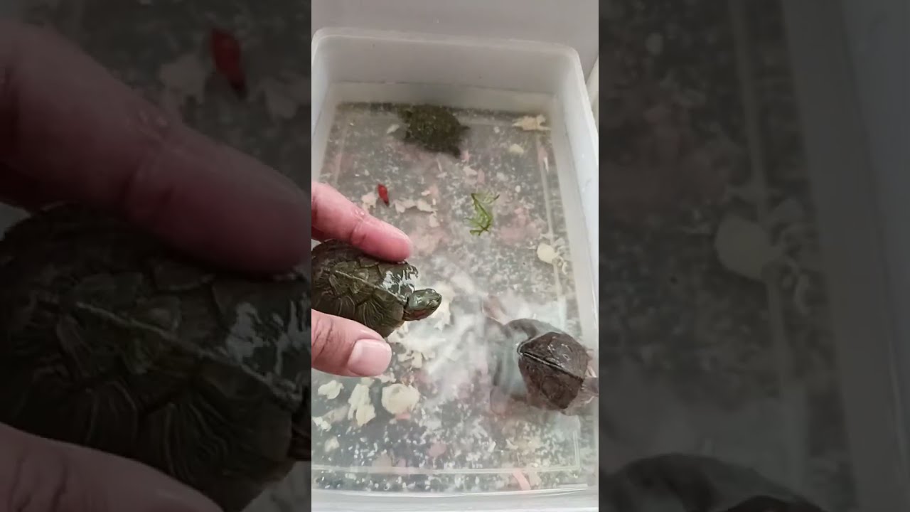 Turtle Block is live!