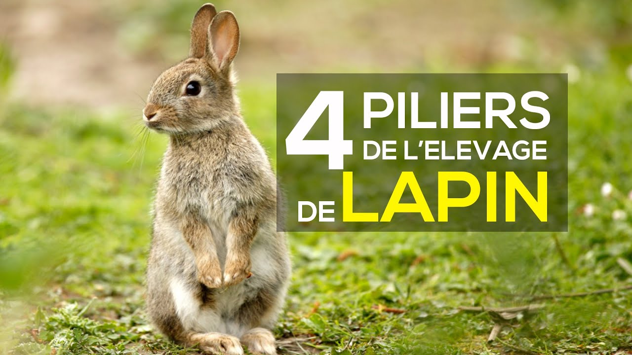 Les 4 piliers pour réussir l'élevage du lapin