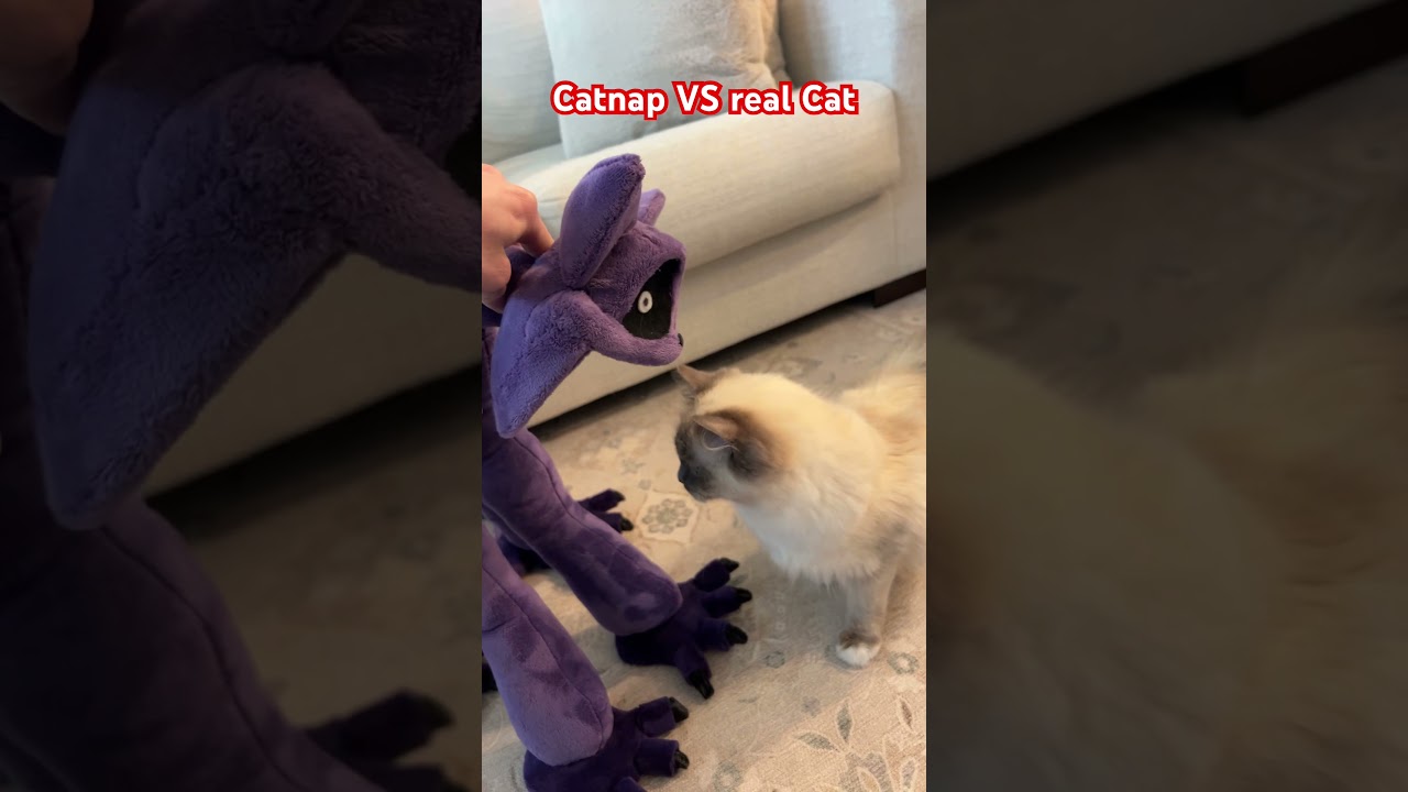 Кошачий сон против настоящего кота 🐈 😂💀 #fnafplush #fnafplushies #кошачий сон #плюшевыеигрушки #п...