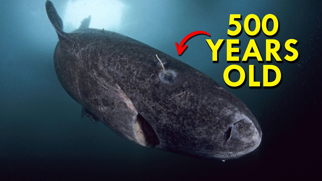 Greenland Shark: The Shark That’s Twice As Old As America