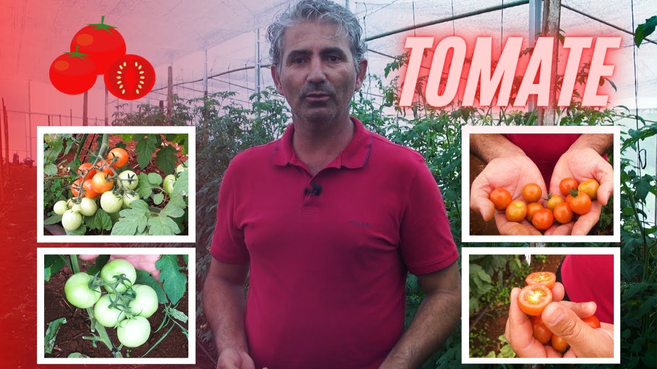 TOMATE DE QUALIDADE: Tudo Começa numa boa Produção!