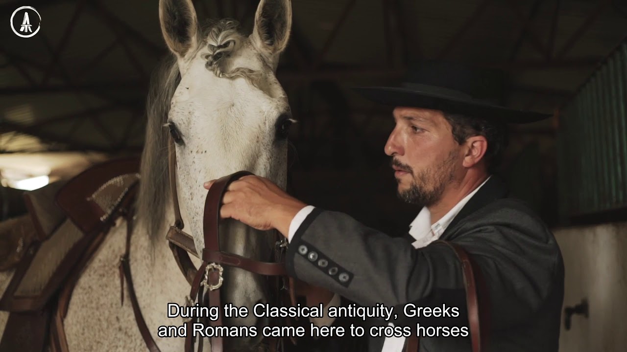 Animal Talks #12: Puro Sangue Lusitano