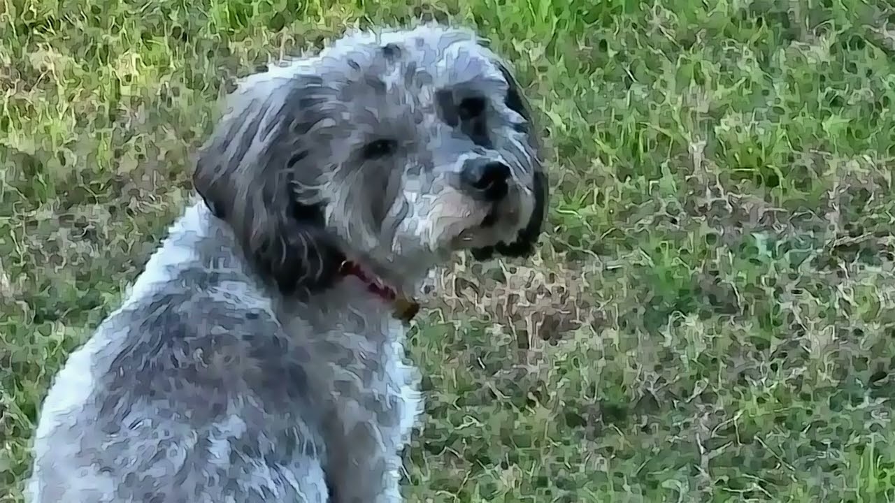 Ellie in the Wind