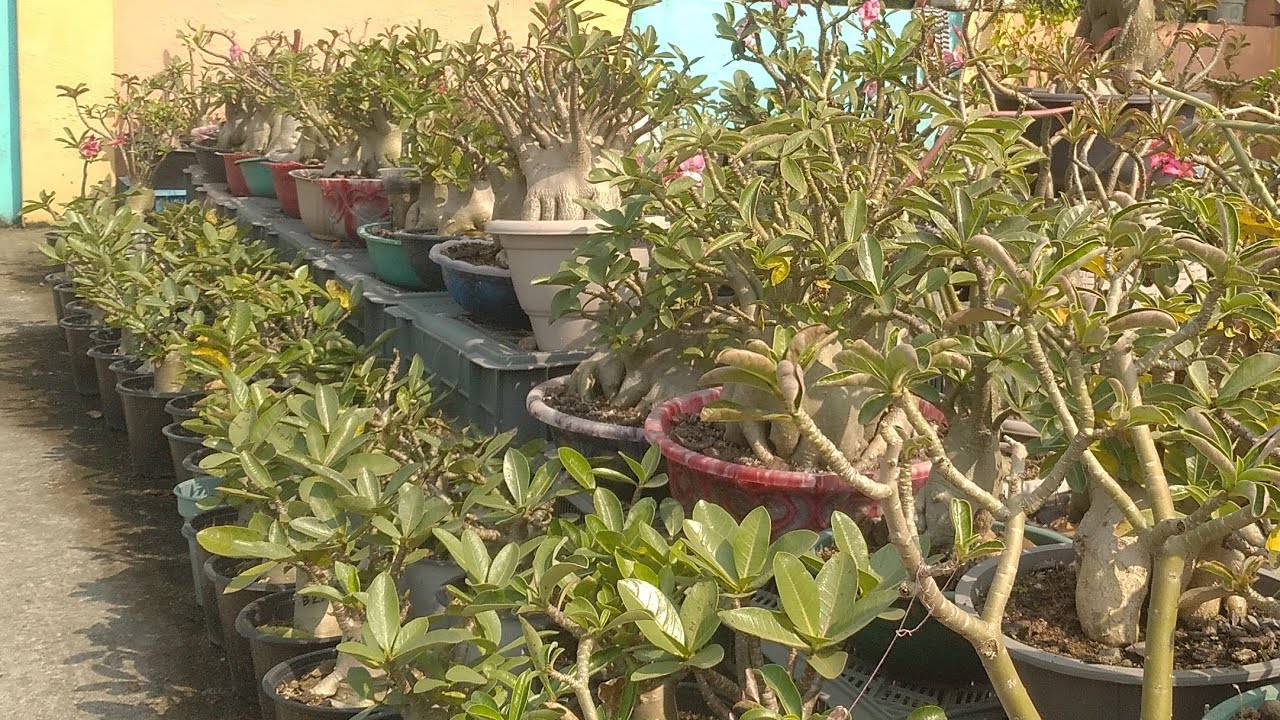 Repot your ademiums.     How to repot ademium? 🤔🤔 #YT_Gardening