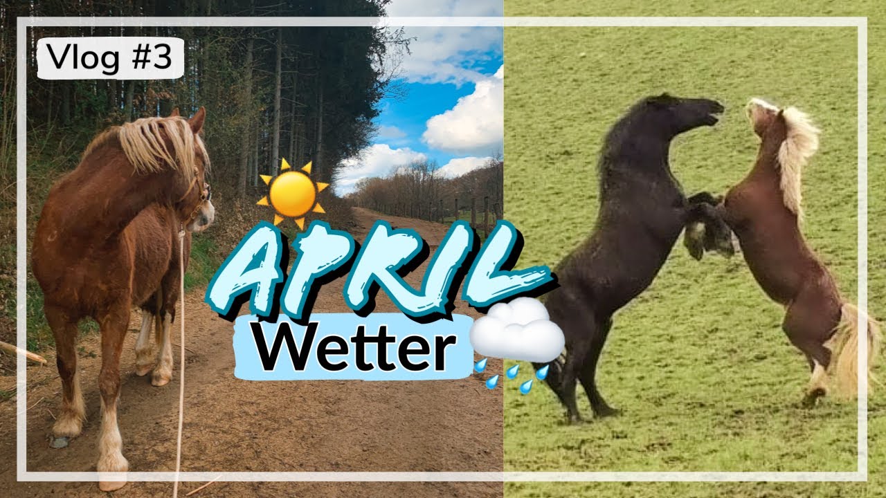 Nein heißt Nein 🦄 erstes eigenes Pferd I Balance Training I #VLOG 3 I ACIBALD