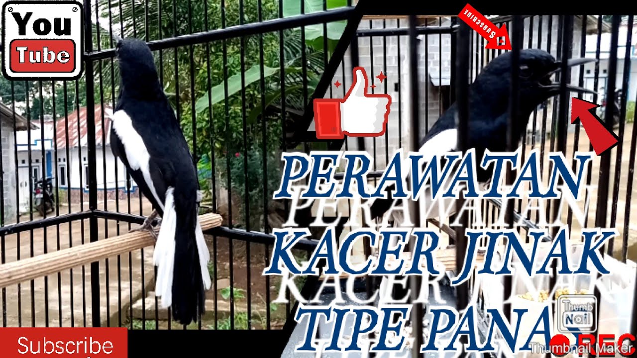 PERAWATAN KACER JINAK TIPE PANAS.  #kacerjinaktipepanas #perawatankacer #solusikacerbagong