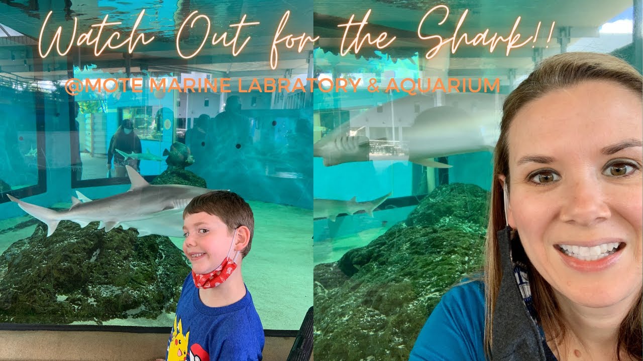 Mote Marine Laboratory & Aquarium | Sarasota FLORIDA