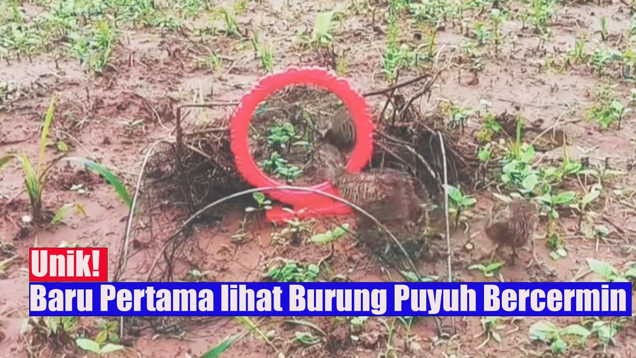 Unik! Baru Pertama lihat Burung Puyuh Bercermin