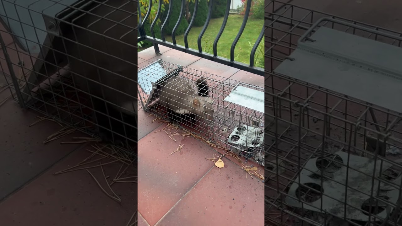 Kuna Kunegunda po 8 latach polowań wreszcie złapana do żywołapki🤝😎