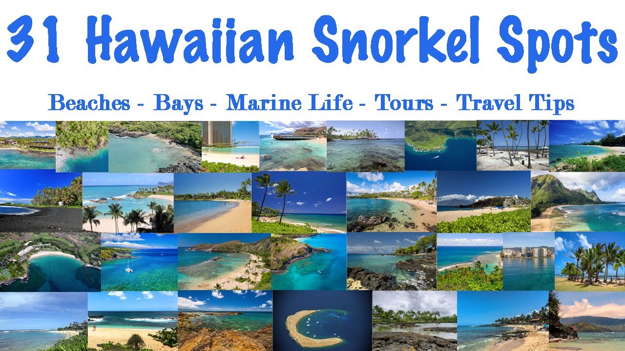 The Giant Hawaiian Snorkel Guide - 31 Beaches, Marine Life & Travel Tips