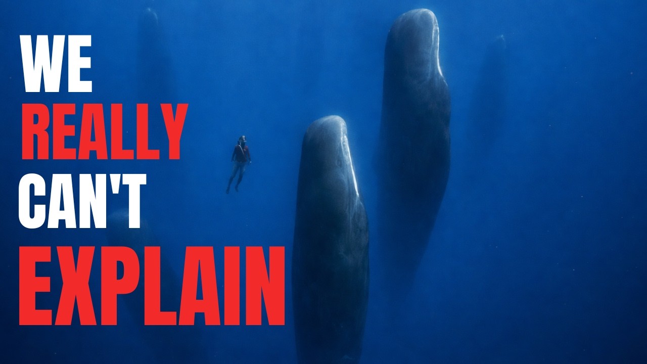 Nothing About Sperm Whales Makes Sense