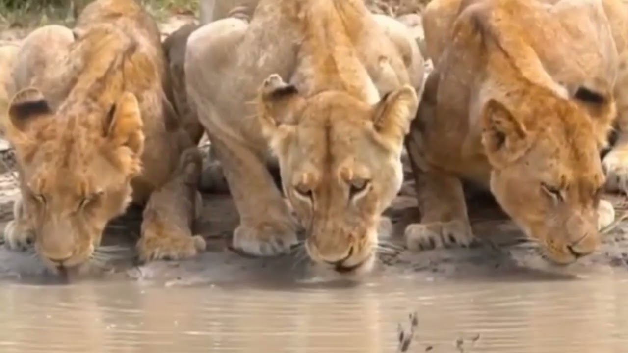 Expérience an incredible survey of lions