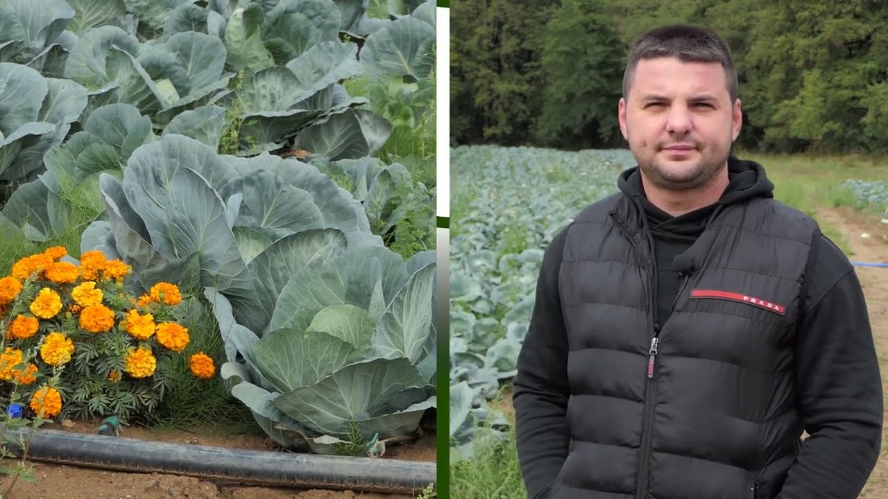 Domaćine kako radiš 08.10.2025. Proizvodnja jesenjeg kupusa