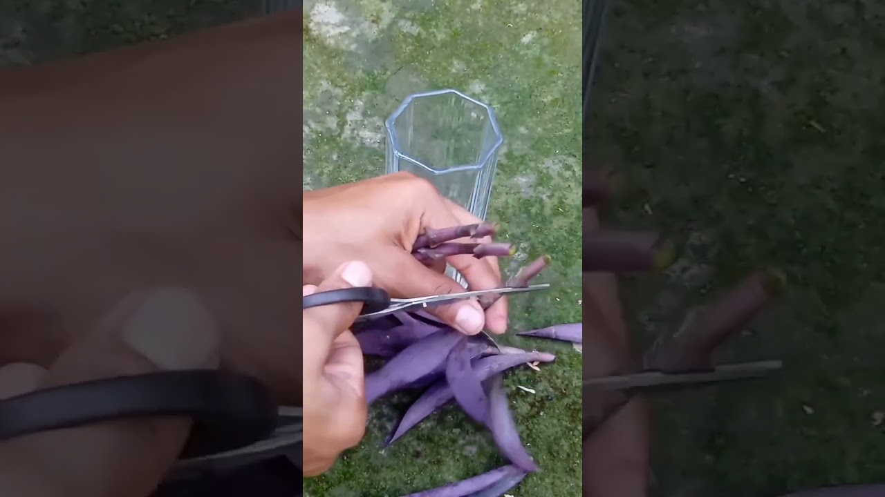 How to Propagate Purple heart Plant in water.